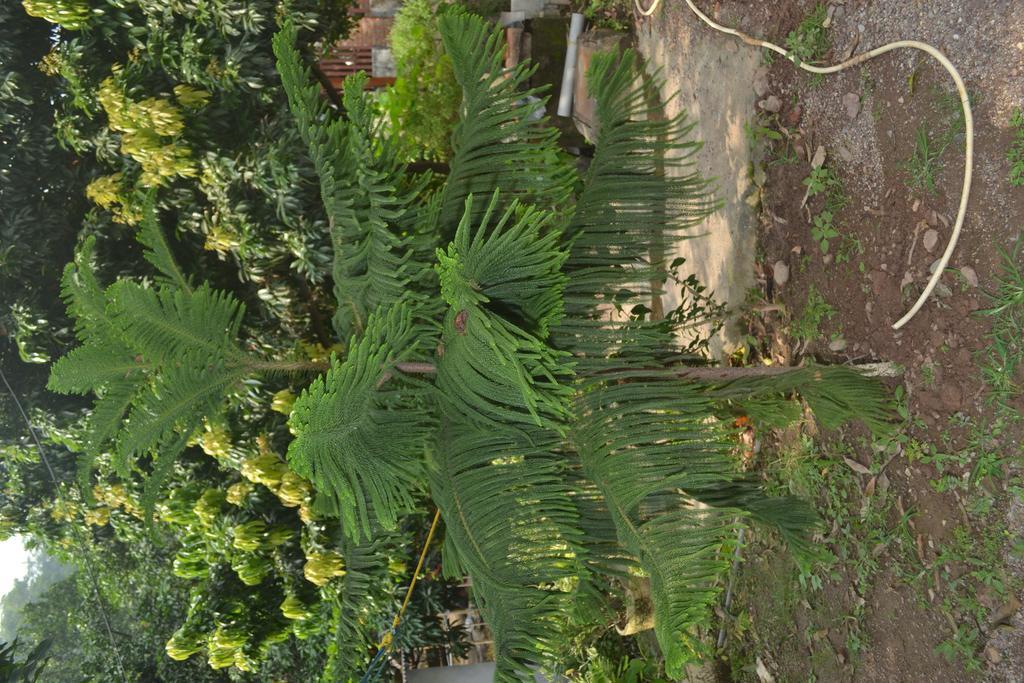 Mount Valley Mama Cottage Rishīkesh Dış mekan fotoğraf